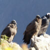 Colca Canyon Full Day - Image 2